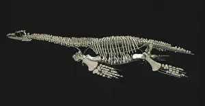 Sauropterygian: Cryptoclidus eurymerus