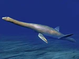 Elasmosaurid: Cryptoclidus is an extinct plesiosaur from the Late ?