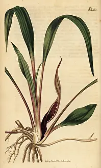 Arum: Cryptocoryne spiralis (Arum spirale)