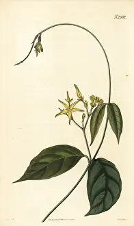 John Curtis: Cryptolepis sanguinolenta