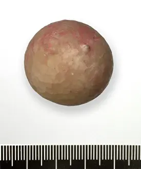 Ordovician: Crystal apple - cystoid echinoderm