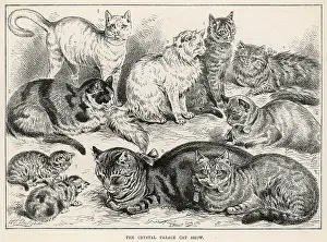 Entrants: Crystal Palace Cat Show, 1887