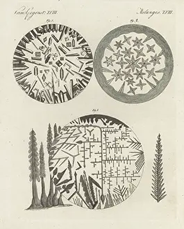 Kinder: Crystals of silver solution and Diana's tree