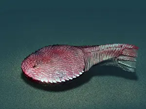 Dentata: Ctenaspis is a jawless fish from the Early Devonian of ?
