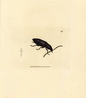 Chalybeus: Ctenicera cuprea beetle