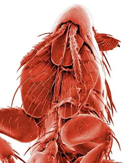 Siphonaptera: Ctenocephalides canis, dog flea