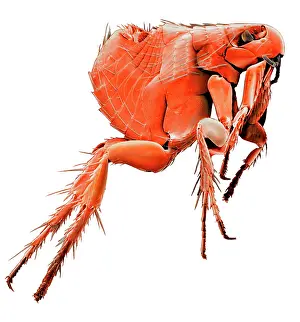 Flea: Ctenocephalides canis, dog flea