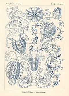 Glitsch: Ctenophora or comb jellies