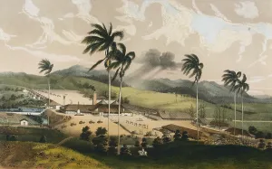 Sugarcane: Cuba (19th c.). Ingenio Guinia