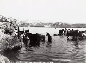 Punta: Cuba: bathing horse at the Punta, Havana