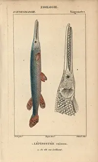 1816 1830: Cuban gar, Atractosteus tristoechus