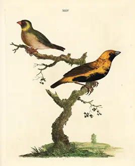 Marmaduke: Cuban grassquit, Tiaris canorus, and unknown