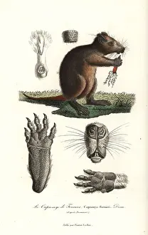 Desmarests: Cuban hutia, Capromys pilorides