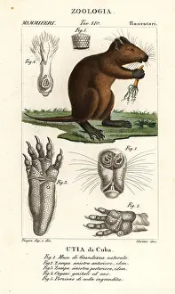 Desmarests: Cuban hutia, Capromys pilorides
