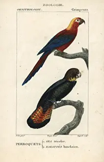 Red Tailed: Cuban red macaw, Ara tricolor (extinct), and
