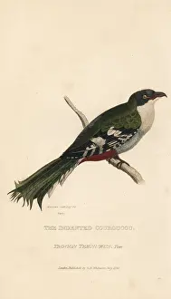 Trogon: Cuban trogon or tocororo, Priotelus temnurus