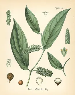 Peppercorn: Cubeb or Java pepper, Piper cubeba