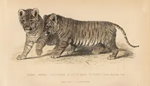 Tigress: Cubs bred between a lion, Panthera leo, and