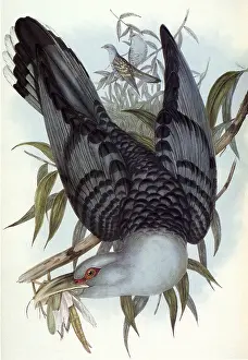 Gracious: Cuckoo Bird