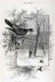 Canorus: CUCKOO ON A BRANCH