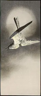 Cuckoo: Cuckoo calling out in flight