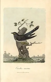 Colorist: Cuckoo, Cuculus canorus