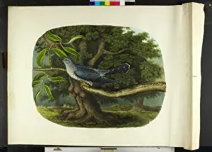 Cuckoo: The cuckoo Cuculus canorus
