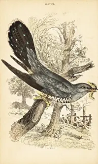 George Bell: Cuckoo, Cuculus canorus, with a caterpillar in its beak