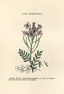 Pratensis: Cuckoo flower, Cardamine pratensis