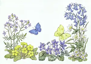 Medici Society (molly Brett): Cuckoo flower, primrose, violets, bluebells etc