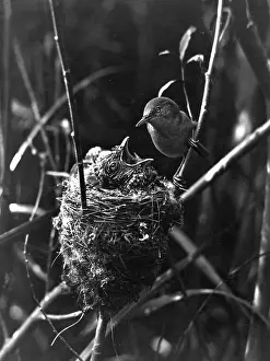 Unsuspecting: CUCKOO IN THE NEST