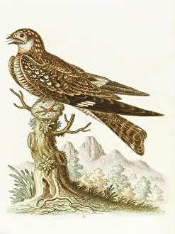 Castle Howard Collection: The cuckoo or nightjar