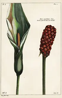Maculatum: Cuckoo-pint, Arum maculatum