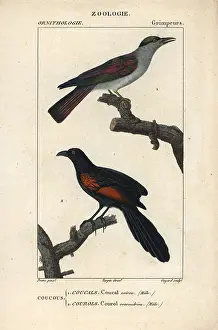 Jean Francois: Cuckoo roller, Leptosomus discolor, and Sunda
