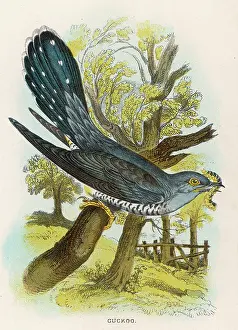 Sharpe: CUCKOO (SHARPE)