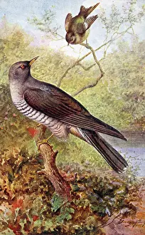 The J Salmon Image Archive (grenville): Cuckoo and Wood Wren