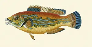 Cuckoo: Cuckoo wrasse, Labrus bimaculatus