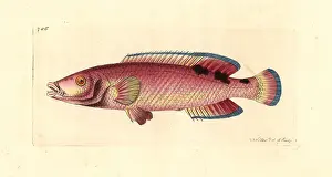 Wrasse: Cuckoo wrasse, Labrus mixtus