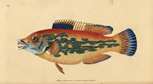 Wrasse: Cuckoo wrasse, Labrus mixtus