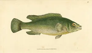 Wrasse: Cuckoo wrasse, Labrus mixtus