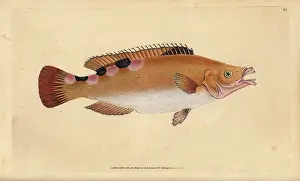 Wrasse: Cuckoo wrasse, Labrus mixtus