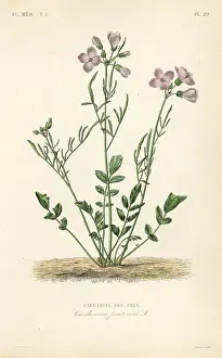 Milkmaids: Cuckooflower, Cardamine pratensis