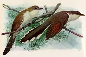 Cuckoo: Cuckoos