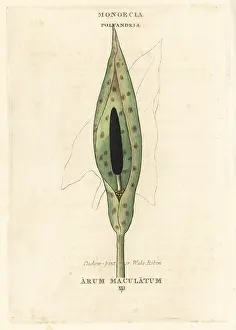Maculatum: Cuckow-pint or wake robin, Arum maculatum