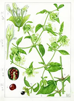 Strudwick: Cucubalus baccifer - Berry catchfly