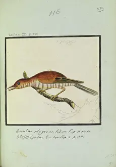 Latham: Cuculous plagosus, Latham Collection, Vol.2