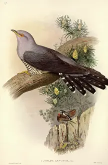 Pinus: Cuculus canorus, common cuckoo