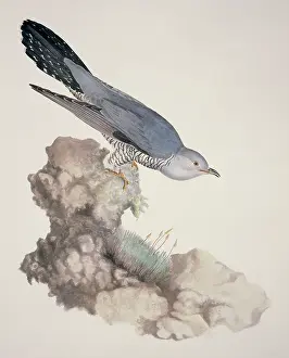 Cuculiformes: Cuculus canorus, common cuckoo