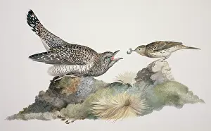 Cuculiformes: Cuculus canorus, common cuckoo, Anthus pratensis, meadow pip