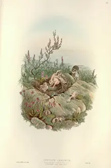 Ejecting: Cuculus canorus, common cuckoo chick